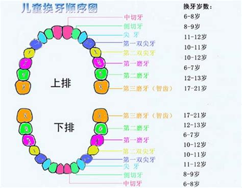 牙齒排列數字